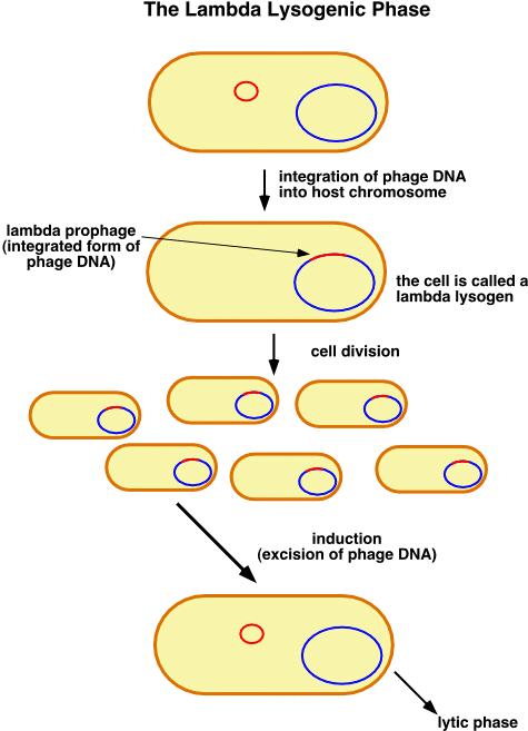 Il fago l capace di integrarsi nel genoma batterico sfruttando delle integrasi virali, o il batteriofago µ, che si integra a caso nel cromosoma batterico sfruttando l'enzima transposasi.
