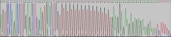 Microsatelliti (ripetizioni di dinucleotidi) (GT)n 13 12 10 8 6 N di