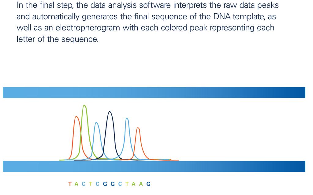 Screening di mutazioni ATG Stop Esone 1 Esone 2 Esone 3 PCR Amplificazione di