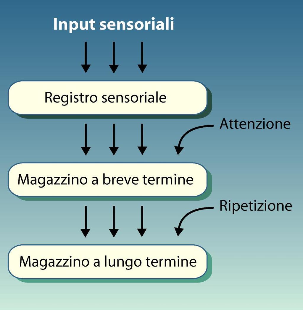 Cognitivismo: modelli sulla memoria Modello di Atkinson e Shiffrin (1968) ATKINSON e SHIFFRIN (1968) presentarono un modello sulla memoria umana che rappresentava il prototipo della memoria, vista