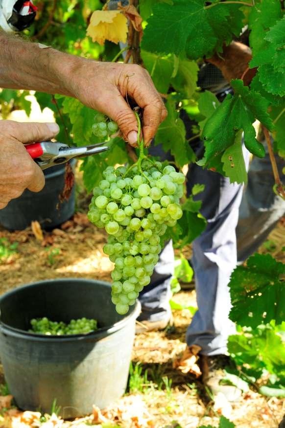 Le tecniche di produzione - vigneto ALLA RICERCA DELL ESPRESSIONE PIU