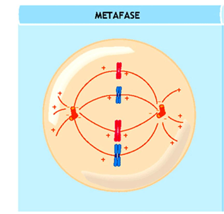 Metafase I cromosomi sono allineati in posizione mediana rispetto ai due poli del fuso a formare la piastra metafasica In questa fase i cromatidi fratelli sono ancora tenuti insieme dalle coesine