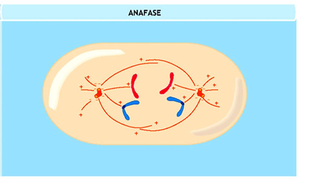 Anafase Anaphase Promoting Complex: induce la degradazione delle