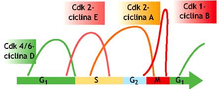 Ogni fase del ciclo cellulare