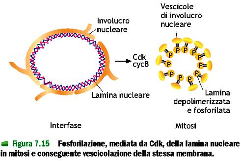 Esempi di fosforilazioni durante il ciclo cellulare condensazione della cromatina demolizione dell involucro nucleare