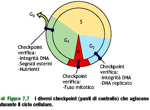 Checkpoints del ciclo cellulare: blocco della