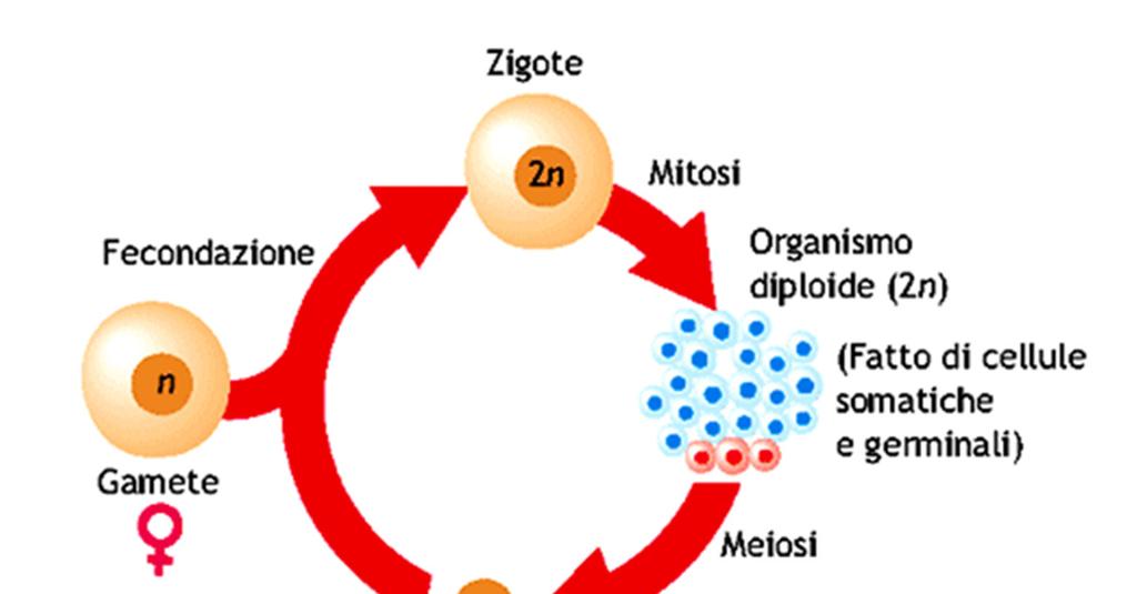 Divisione cellula eucariotica Avviene per meiosi nella cellule della linea