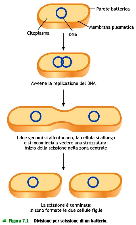 Nei procarioti la divisione cellulare avviene per