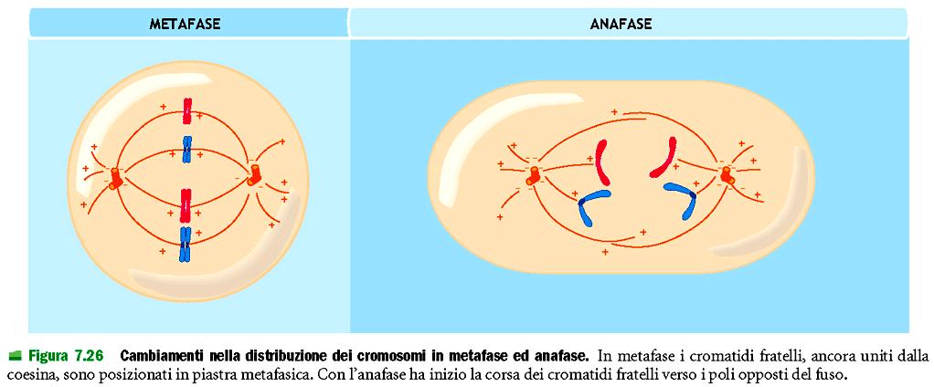 Metafase,