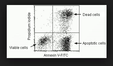 Identificazione di cellule