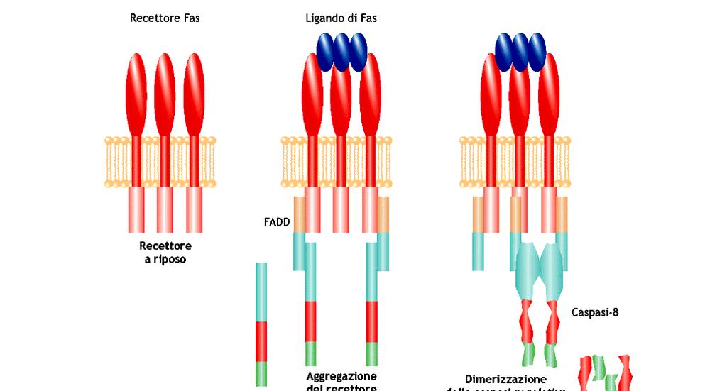 Via estrinseca: recettori di morte-fas Apoptosi: