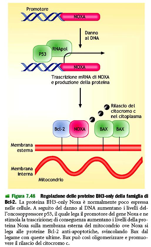 Apoptosi: