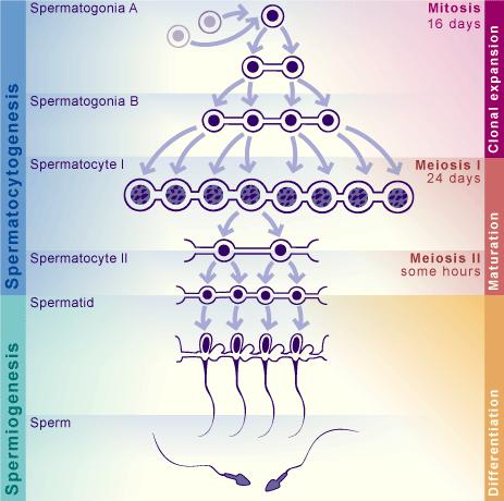 PGC As Sommario Spermatogoni As (staminali) Mitosi