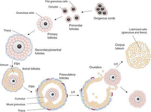 Figure 1 Outline of the main steps of folliculogenesis.