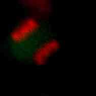 Da metafase a anafase: L allineamento dell ultimo cromosoma sulla piastra metafasica permette l attivazione del APC (anafase promoting factor) e l entrata in anafase.