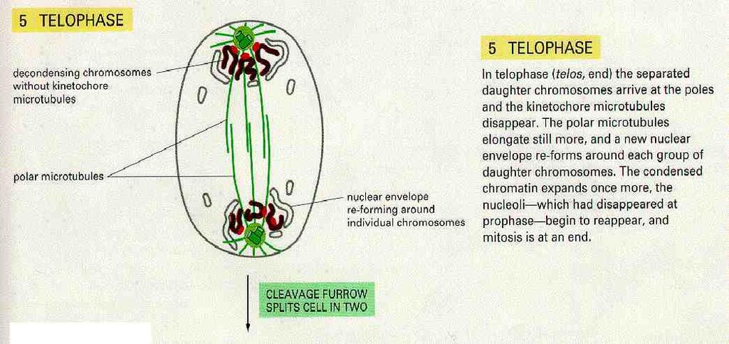 Telofase I cromosomi si decondensano e non sono più associati ai microtubuli I microtubuli dei poli si allungano ulteriormente, sono concentrati nella parte centrale e