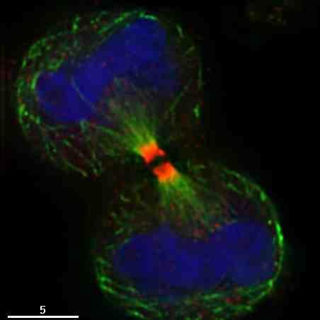 due cellule figlie cromatina microtubuli