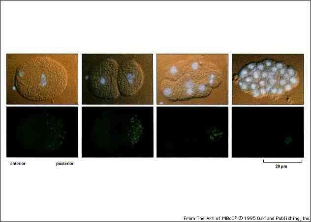 Divisioni successive assimetriche segregano granuli P nella cellula fondatrice
