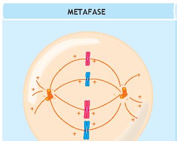 METAFASE I CROMOSOMI SI DISPONGONO IN POSIZIONE MEDIANA RISPETTO I DUE POLI DEL FUSO, IN UNA STRUTTURA NOTA COME PIASTRA METAFASICA.