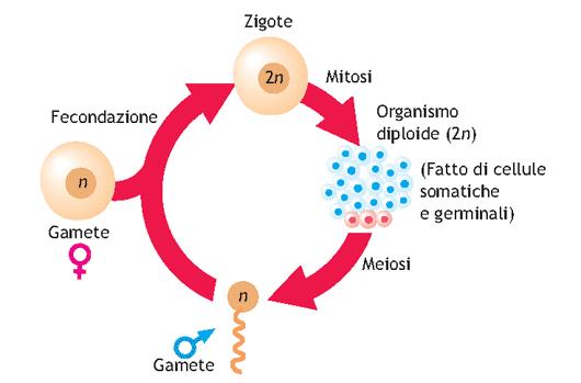 MEIOSI NEGLI ORGANISMI EUCARIOTICI CHE SI RIPRODUCONO SESSUALMENTE, I GAMETI DEVONO CONTENERE UNA SOLA COPIA DEL CORREDO