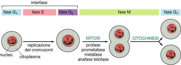 IL CICLO CELLULARE Interfase (Fasi G 1, S e G 2 ) (ca.