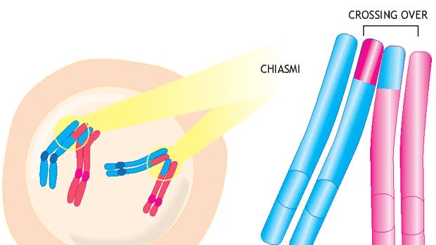 PROFASE DIPLOTENE IL COMPLESSO SINAPTONEMALE SCOMPARE ED I CROMOSOMI OMOLOGHI, PUR TENDENDO A SEPARARSI, RIMANGONO UNITI IN PROSSIMITA DELLE ZONE