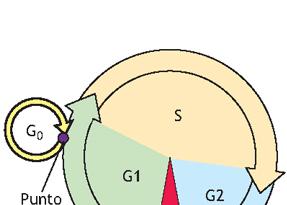 IL CICLO CELLULARE USCITA DAL CICLO NEGLI ORGANISMI PLURICELL. (es.