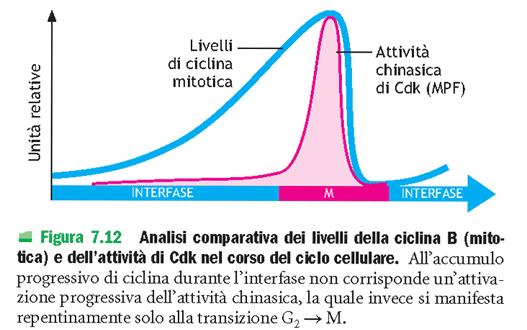 REGOLAZIONE DEL CICLO CELLULARE IL MECCANISMO FONDAMENTALE CHE REGOLA IL CICLO CONSISTE IN UNA MODIFICAZIONE POST-TRADUZIONALE TRADUZIONALE QUALE LA FOSFORILAZIONE DEI RESIDUI SERINA