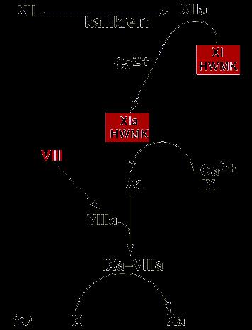 VIA INTRINSECA innescata dall'attivazione del fattore XII, o fattore di Hageman, si verifica quando il sangue entra a contatto con la matrice extracellulare, in particolare con le macromolecole di