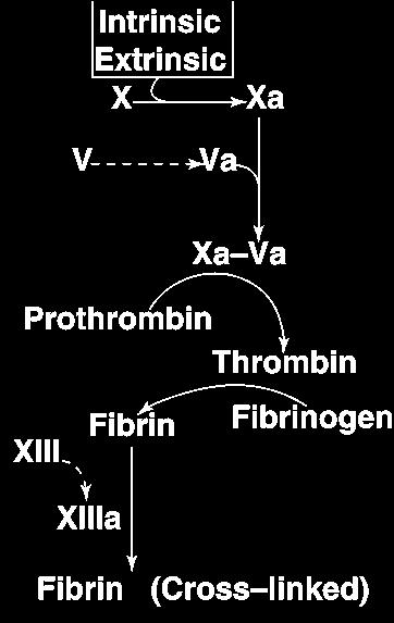 VIA COMUNE Fattore Xa complessa con fosfolipidi, Ca++ e fattore V e converte protrombina in trombina Trombina converte fibrinogeno (solubile) in fibrina
