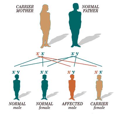 L'emofilia A è trasmessa secondo modalità legate al sesso, poiché i geni difettosi sono localizzati sul cromosoma X. (1/3 dei casi mutazioni de novo).