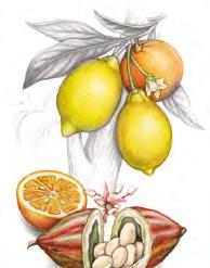 di Cedro Lanterne Fiori di Ciliegio Mandarino Bergamotto Guava