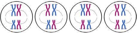 organismi, un appaiamento stabile richiede ricombinazione genica tra gli omologhi).