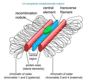 Probabilmente il grande macchinario proteico complesso di ricombinazione che si assembla su un rottura a doppio filamento in un cromatide leghi la corrispondente sequenza di DNA nel vicino omologo e