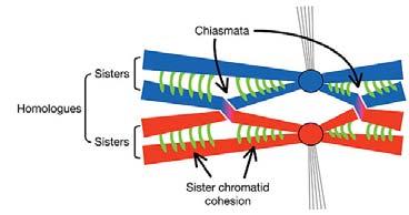 Questo allineamento presinaptico degli omologhi è seguito dalla sinapsi in cui il centro assiale di un omologo si lega strettamente al centro assiale del partner attraverso una fitta rete di
