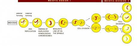 anafase) nella divisione meiotica I