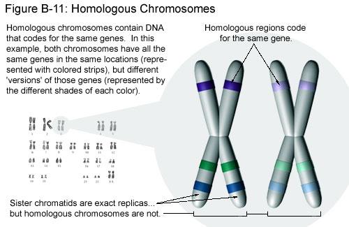 da non confondere con i cromatidi fratelli ( sister chromatids ) che sono repliche