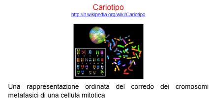 Il genoma umano è composto da 23 tipi diversi di cromosomi.