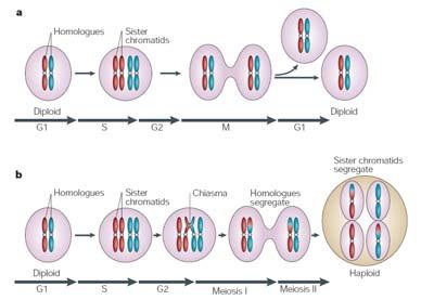 o In seguito si allineano sull equatore del fuso meiotico e successivamente gli omologhi duplicati ( e non i cromatidi fratelli, vengono separati e segregati nelle due cellule figlie.