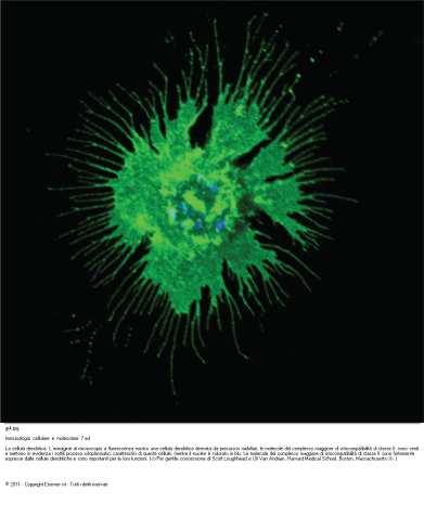 Cellule dendritiche Ralph M. Steinman identificò le cellule dendritiche per la prima volta nel 1973 nella milza di una cavia da laboratorio.