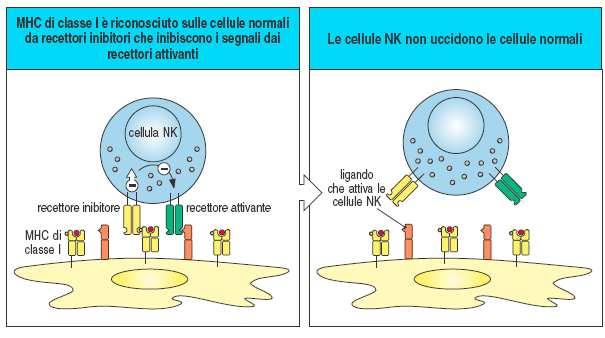 Funzione dei