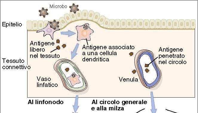 Captazione degli antigeni I microrganismi penetrati