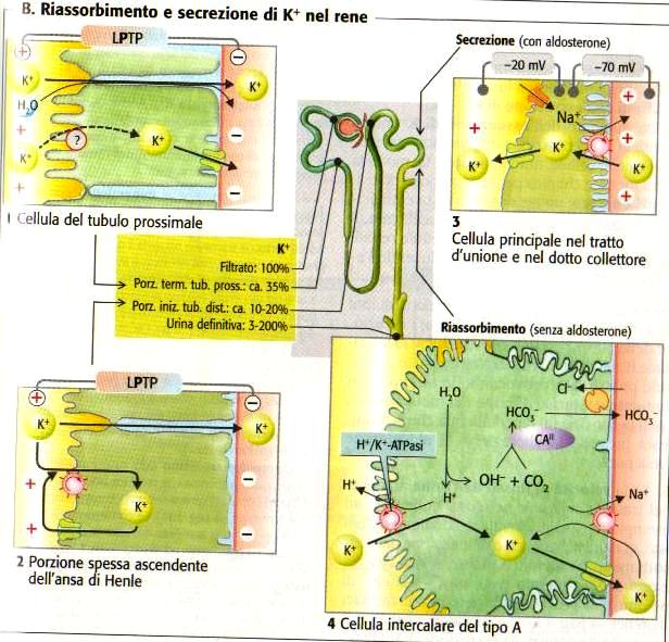 Potassio (rispetto al filtrato) filtrato: 100% tubulo prossimale