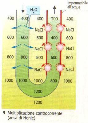 MOLTIPLICATORE CONTROCORRENTE: sistema con cui viene creato un gradiente fisico (temperatura) o chimico (concentrazione)