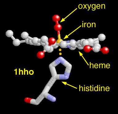 pirroli 1 N imidazolo proveniente (His) 150-160 aminoacidi 1 posizione libera per O 2 64500 Da La struttura della