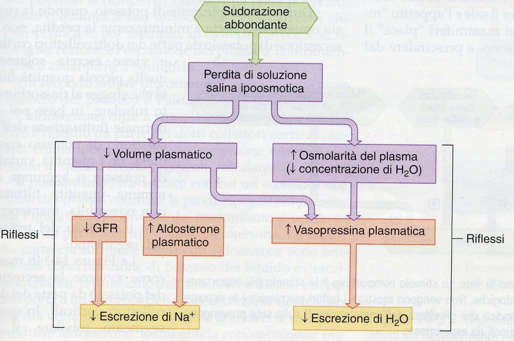 Controllo dell aldosterone e suoi effetti sul riassorbimento di sodio e secrezione di potassio La vasopressina è un peptide: agisce