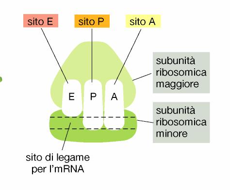 Un ribosoma contiene 4 siti di legame per molecole di RNA: