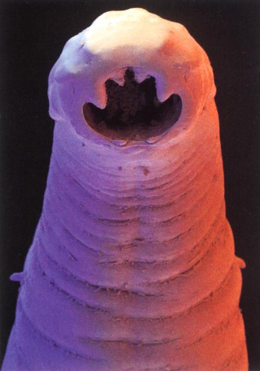 Endoparassita Ancylostoma duodenale (hookworm) esaminato in microscopia elettronica a scansione Apparato boccale: due