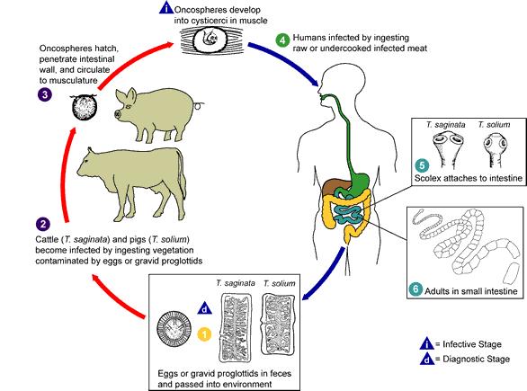 Ciclo biologico indiretto: Taenia solium e T. saginata Il bovino (T.saginata) o il maiale (T.