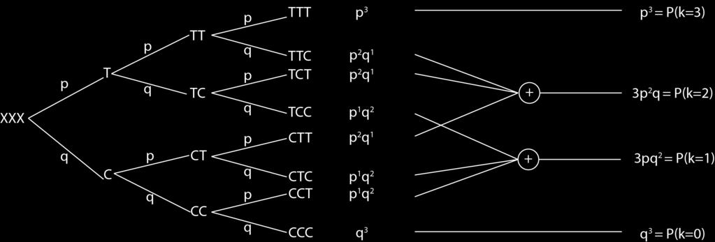 2 Distribuzione Binomiale Figura 1: Chance tree per il lancio di tre monete con X Bern(p) con q = 1 p 2. Componente probabilistica(p q n ): cioè la probabilit della sequenza con successi su n.